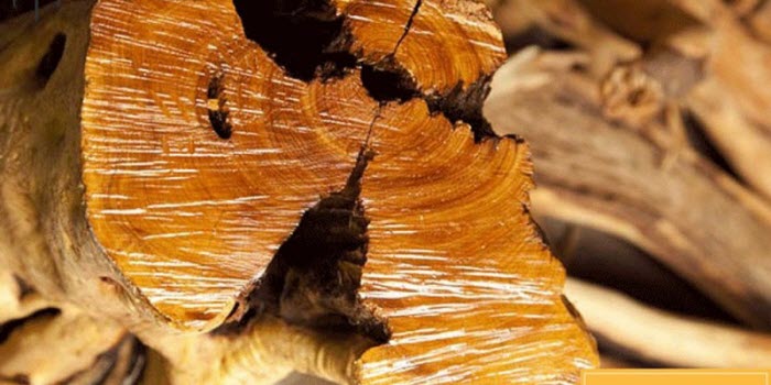 10 loại gỗ quý hiếm ngày càng cạn kiệt 